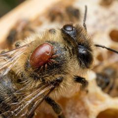 varroa_milbe